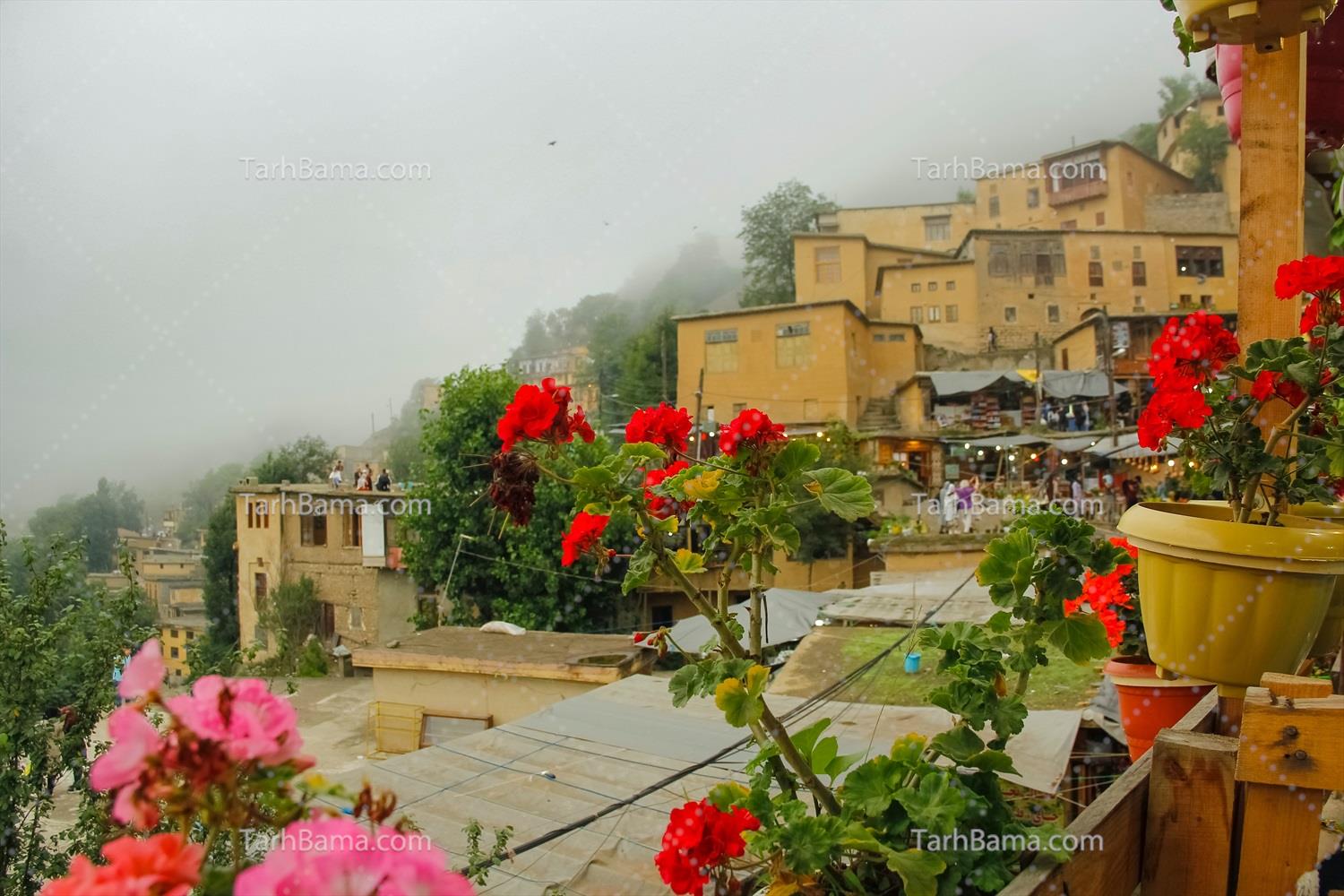تصاویر گل و گیاه